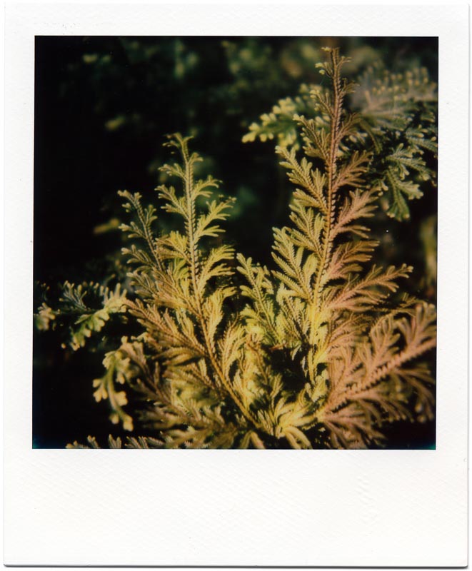 PX70 Color Shade New Color Protection 3
