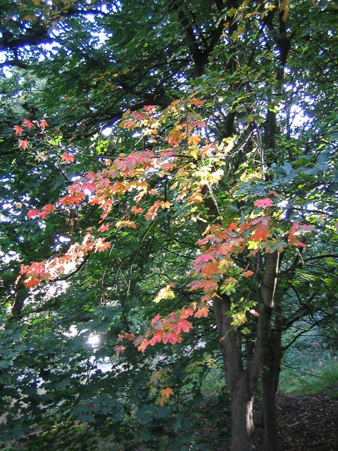 Canon Digital IXUS i gallery - Image 2