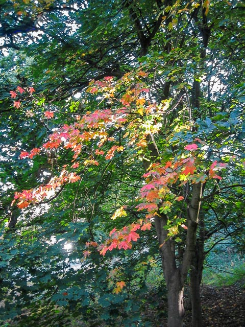 Canon Digital IXUS i gallery - Image 3