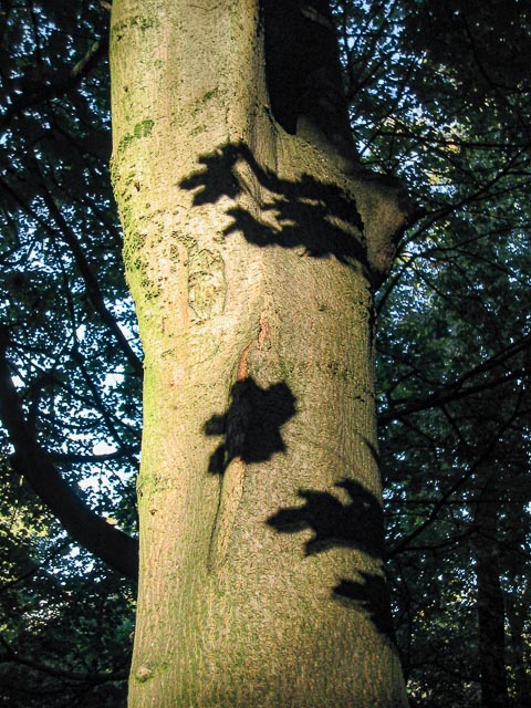 Canon Digital IXUS i gallery - Image 4