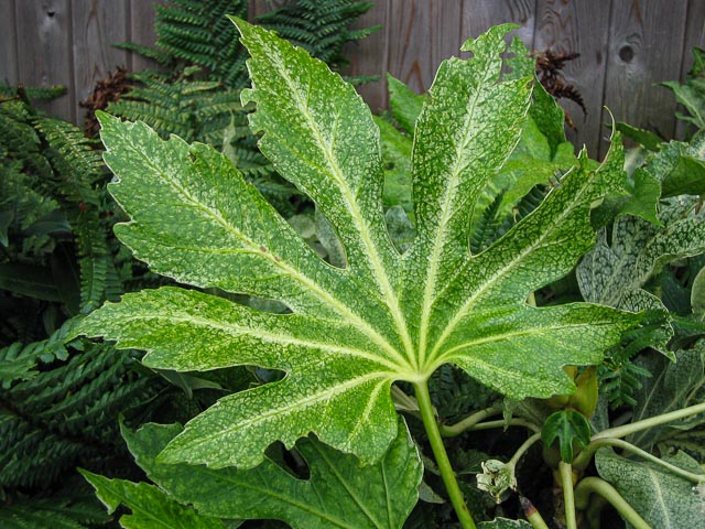 Canon Digital IXUS i gallery - Image 12