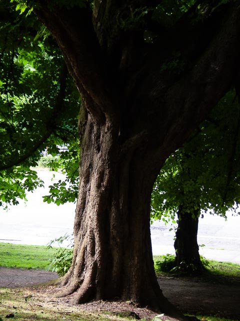 Canon Powershot G3 gallery - Image 3