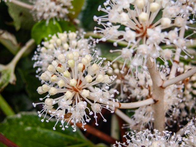 Canon PowerShot S70 gallery - Image 1