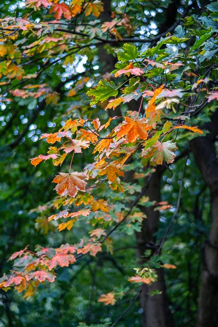 Fujifilm FinePix S2 Pro gallery - Image 4