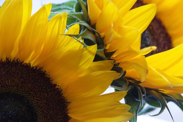 Fujifilm FinePix S5 Pro gallery - Image 1