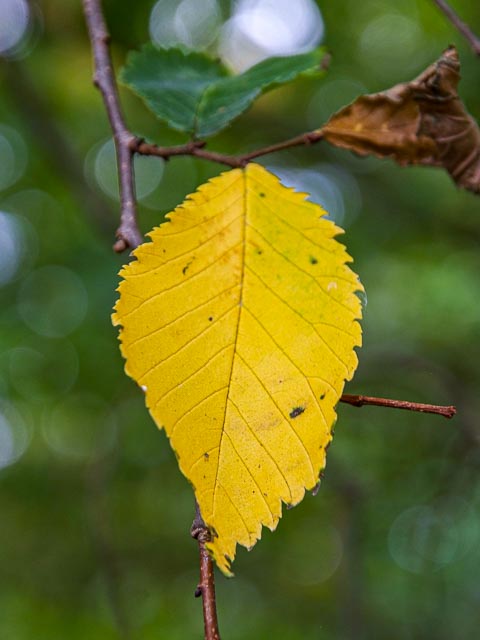 Fujifilm FinePix S5 Pro gallery - Image 2