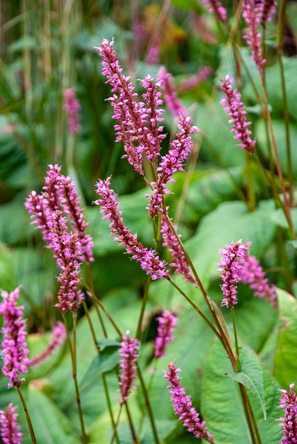 Fujifilm FinePix S5 Pro gallery - Image 9