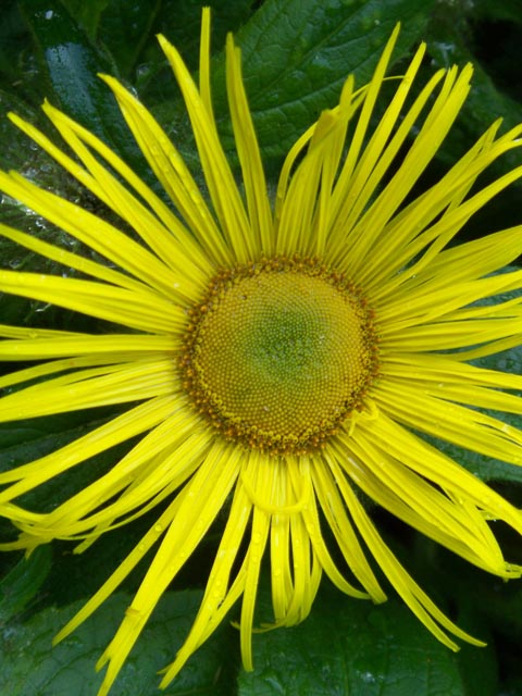 Kodak EasyShare V705 gallery - Image 5