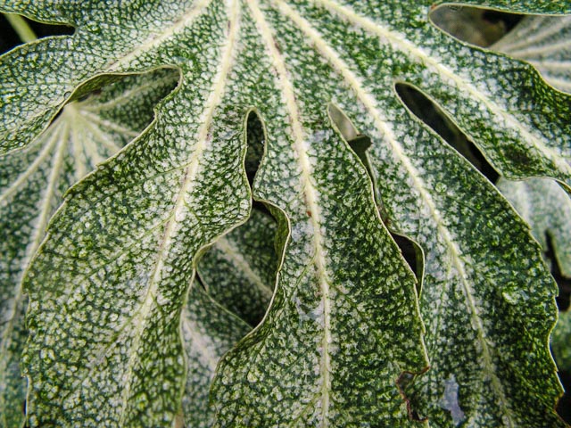 Konica Minolta DiMAGE Z10 gallery - Image 2