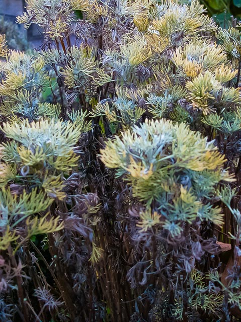 Minolta DiM&Acirc;GE EX Zoom 1500 gallery - Image 12