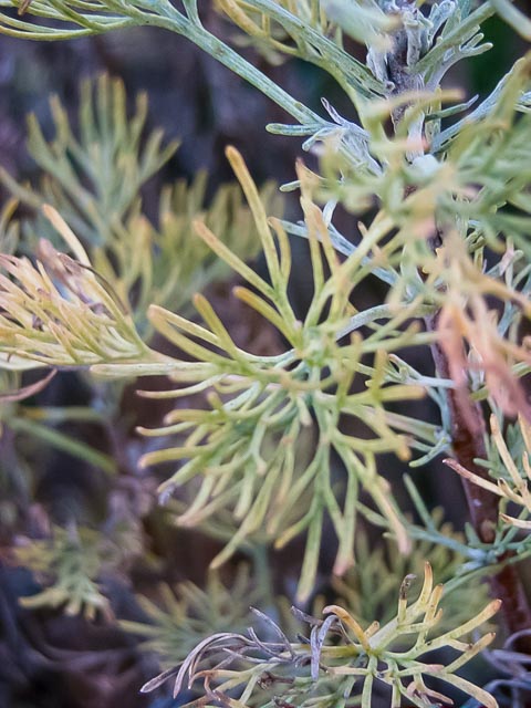 Minolta DiM&Acirc;GE EX Zoom 1500 gallery - Image 11