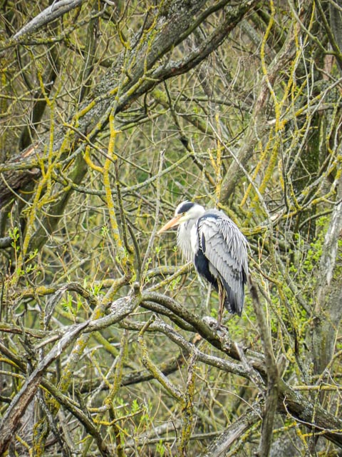 Nikon Coolpix P500 gallery - Image 3