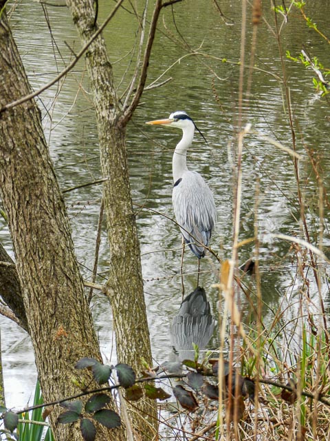 Nikon Coolpix P500 gallery - Image 4