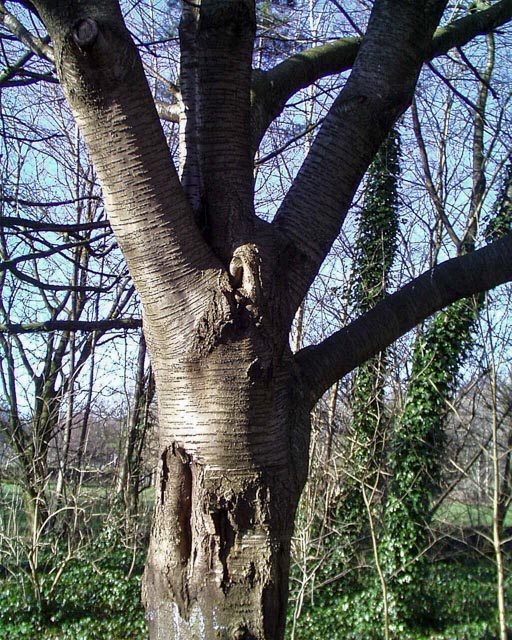 Olympus Camedia C-1400L gallery - Image 5