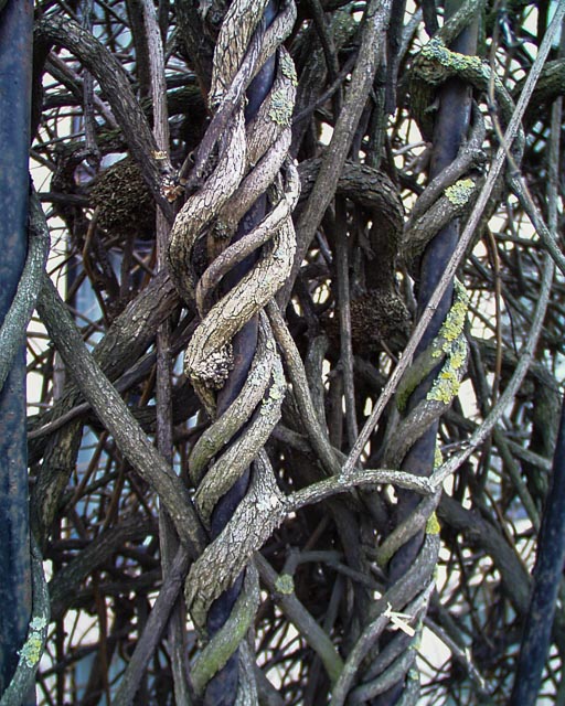 Olympus Camedia C-1400L gallery - Image 8