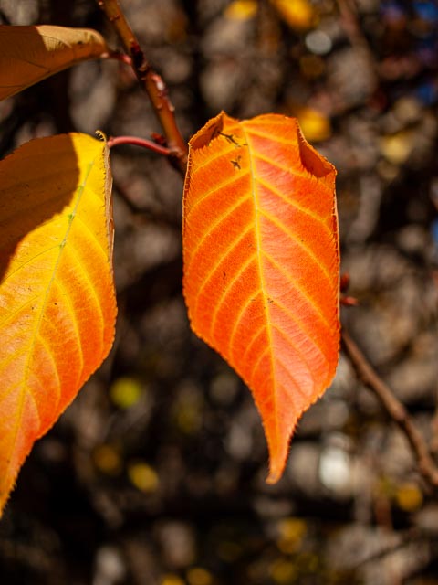 Olympus E-410 gallery - Image 7