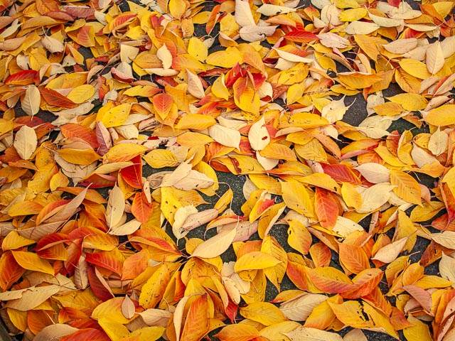 Olympus E-410 gallery - Image 8