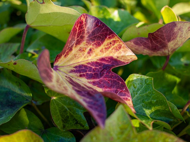 Olympus E-410 gallery - Image 11