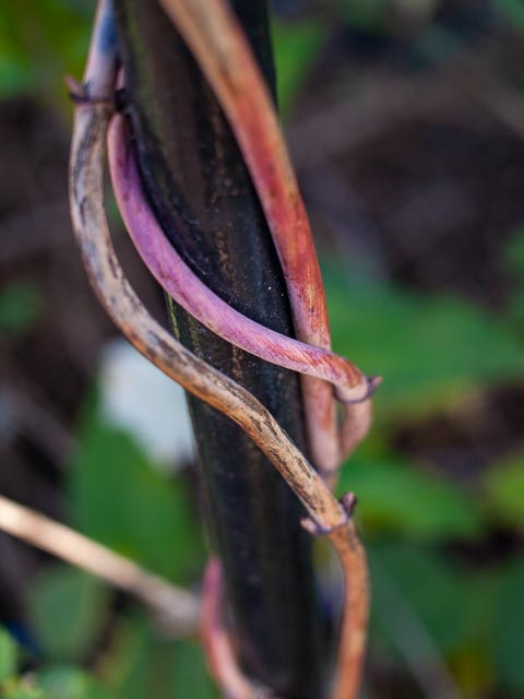 Olympus E-410 gallery - Image 13