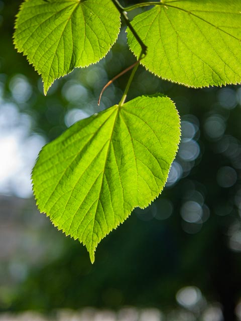 Panasonic Lumix DMC-G1 gallery - Image 1