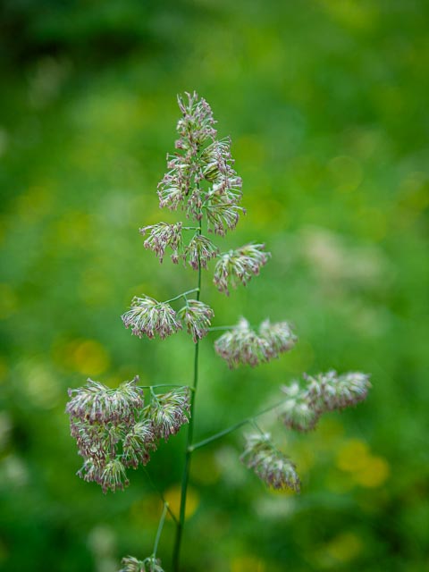 Panasonic Lumix DMC-G1 gallery - Image 2