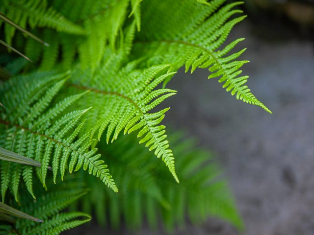 Panasonic Lumix DMC-G1 gallery - Image 4