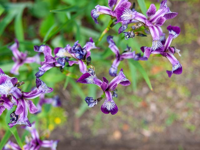 Panasonic Lumix DMC-G1 gallery - Image 8