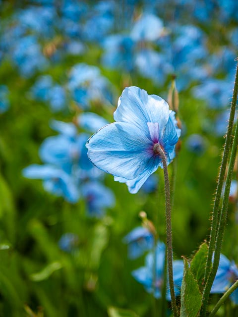 Panasonic Lumix DMC-G1 gallery - Image 10