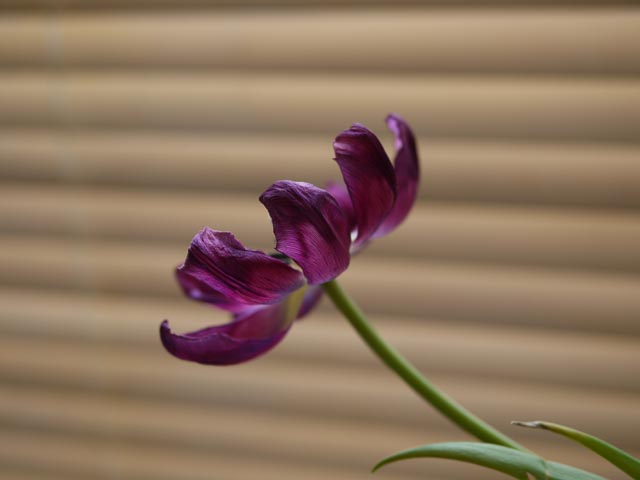 Panasonic Lumix DMC-G1 gallery - Image 11