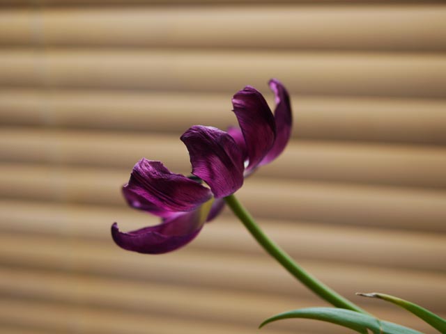 Panasonic Lumix DMC-G1 gallery - Image 12