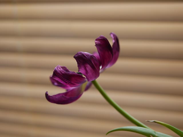 Panasonic Lumix DMC-G1 gallery - Image 13