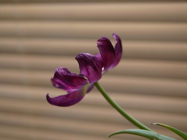 Panasonic Lumix DMC-G1 gallery - Image 14