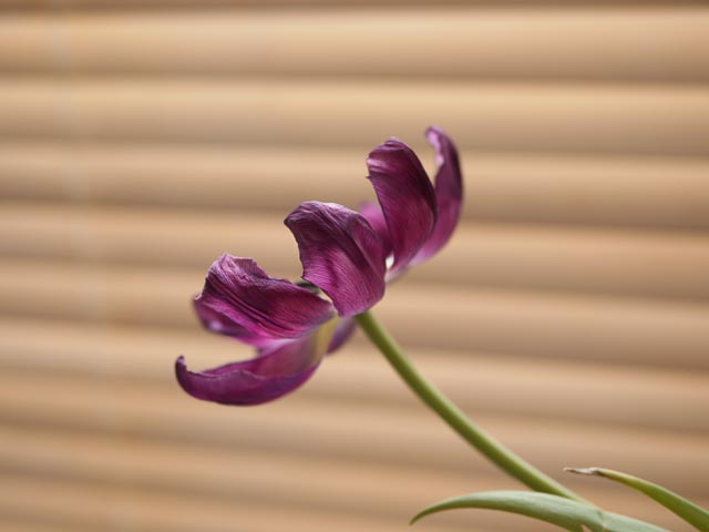 Panasonic Lumix DMC-G1 gallery - Image 15