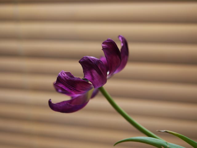Panasonic Lumix DMC-G1 gallery - Image 16