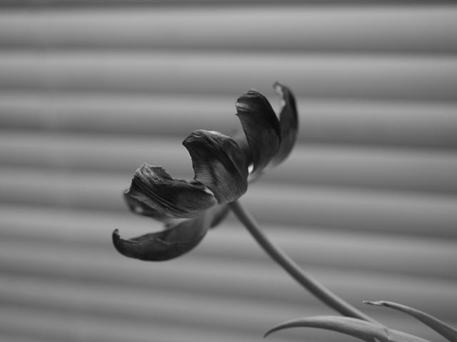Panasonic Lumix DMC-G1 gallery - Image 17
