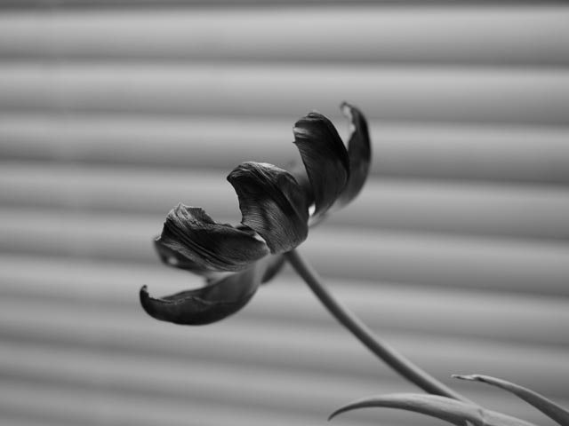 Panasonic Lumix DMC-G1 gallery - Image 18