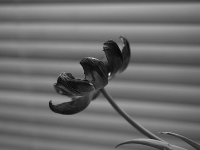 Panasonic Lumix DMC-G1 gallery - Image 19