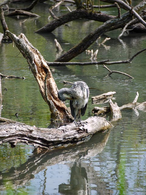Panasonic Lumix DMC-G1 gallery - Image 26