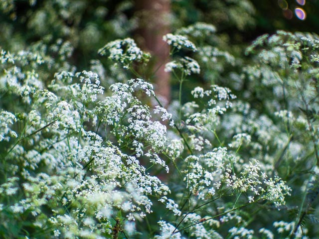 Pentax Q gallery - Image 21