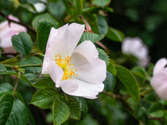 Pentax Q gallery - Image 25