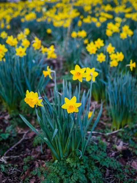 Sigma 24mm F/1.4 Art - Image 7
