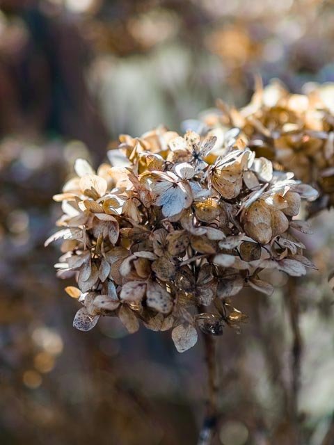 Sigma 50mm F/1.4 Art - Image 16