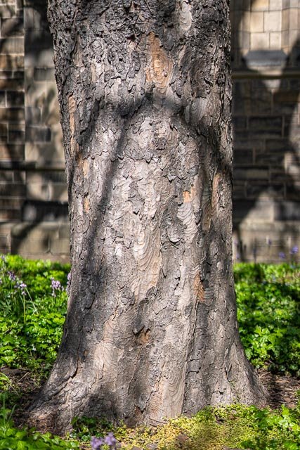 Sigma 50mm F/1.4 Art - Image 31