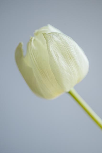 SDQH gallery - Image 6
