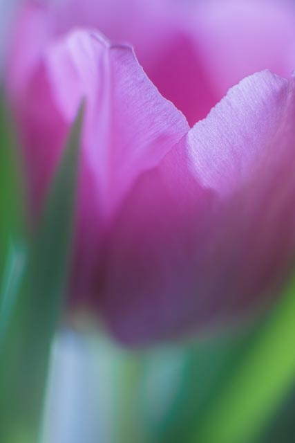 SDQH gallery - Image 12