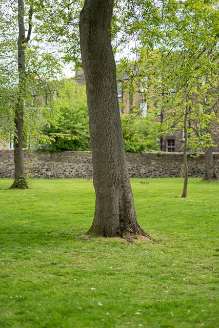 Sony A7R III focusing accuracy 4