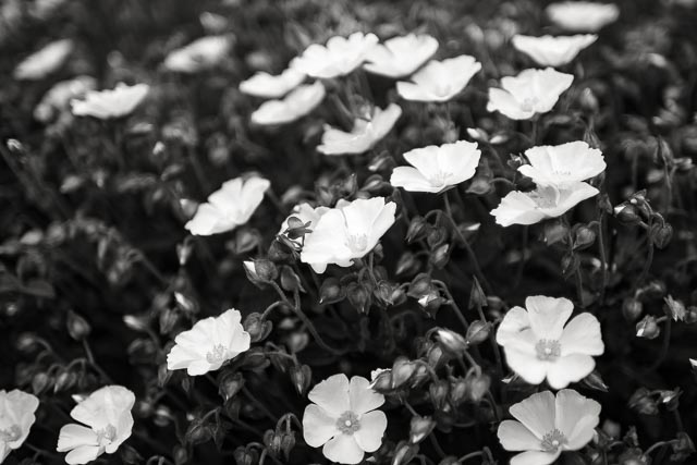 SDQH gallery - Image 2