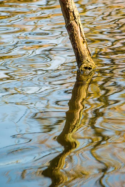 Sigma SD14 gallery - Image 5