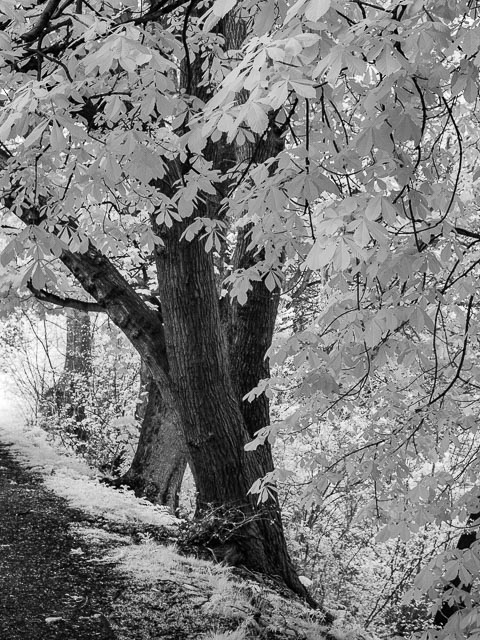 Sony Cyber-shot DSC-F828 infrared gallery - Image 3