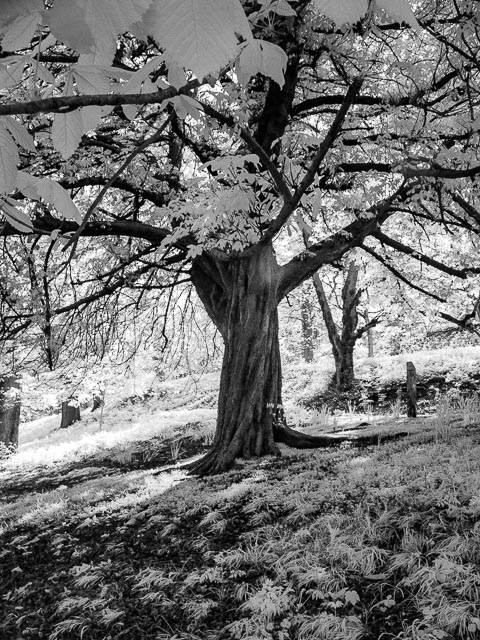 Sony Cyber-shot DSC-F828 infrared gallery - Image 4